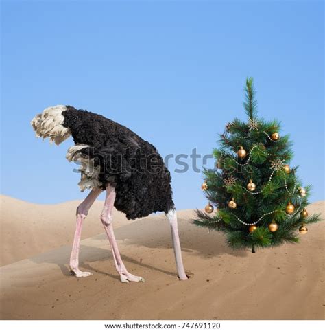 Scared Ostrich Burying Head Sand Under Stock Photo 747691120 Shutterstock