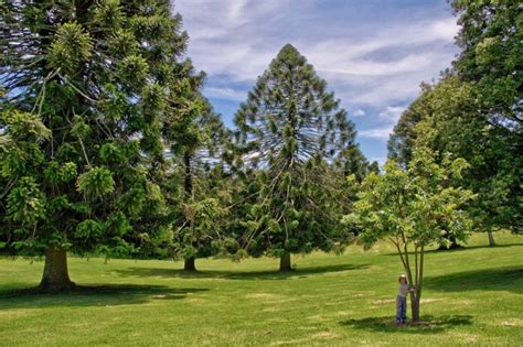 7 Common Types Of Pine Trees In Australia Progardentips