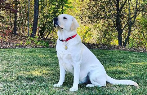 White Labrador An Essential Guide For White Lab Owners K9 Web