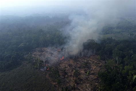 As Rainforests Worldwide Disappear Burn And Degrade A Summit To