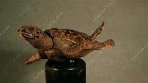 Preserved Hawksbill Turtle Stock Video Clip K Science