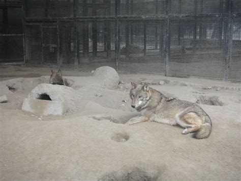 Mongolian Wolf Canis Lupus Chanco Zoochat