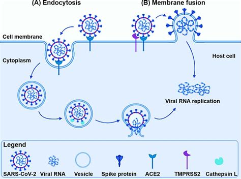 Viruses Immunity And Evolution Sciencedirect