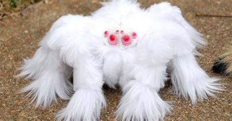 13 Weird Creatures We Never Knew Existed