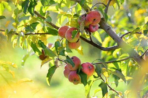 Learn How To Grow Apple Trees The Easy Way