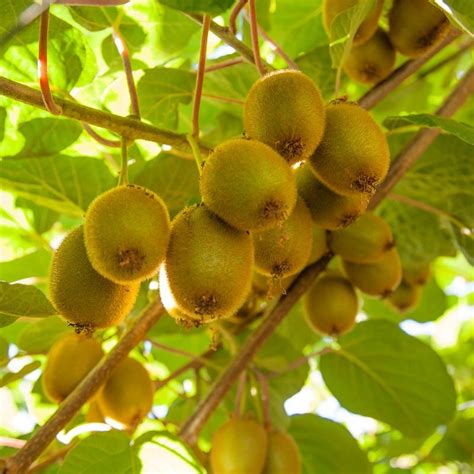 Kiwi Vine Fruit Plant 30 Seeds Per Packet Islasgarden