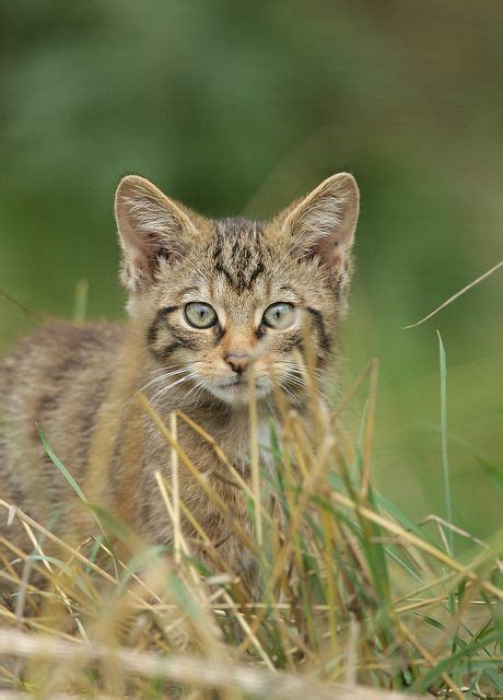Scottish Wildcat Kitten By Naturenev Kittens Cutest Cats And Kittens