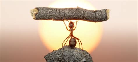 Top 9 Types Of Ants In The Uk Fantastic Pest Control