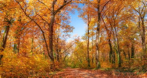 Beautiful Panoramic Autumn Forest Nature Vivid Landscape In Colorful