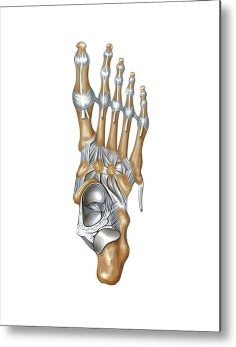 Foot Joints Metal Print By Asklepios Medical Atlas The Best Porn