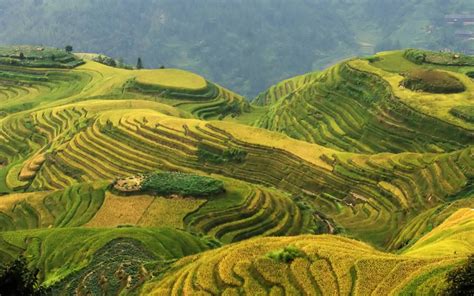 Longsheng Rice Terrace China Hd Wallpaper