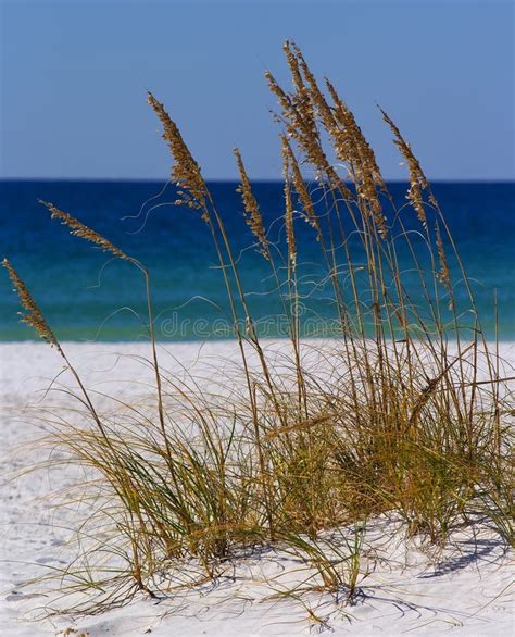 Sea Grass Stock Image Image Of Grass Green Ocean Seaside 60729225