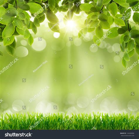Natural Green Background Selective Focus Stock Photo 124638994