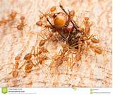 Tropical Fire Ants Photos