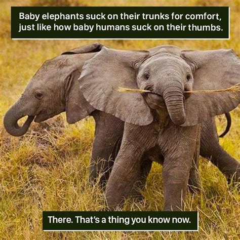 Weird Animal Facts Are Way Better Than Boring Human Facts