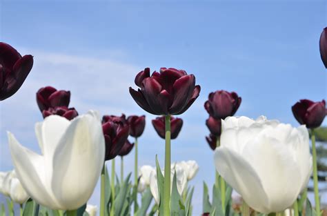 Tulipano nero tra i bianchi | JuzaPhoto