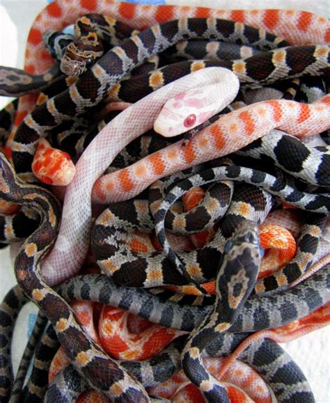 The Best Pet Snake For A Beginner Snake Buddies
