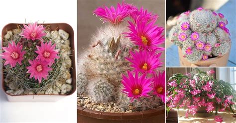 17 Beautiful Cactus With Pink Flowers Balcony Garden Web