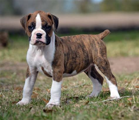 Therefore, calling a photo a black and white image is actually a misnomer. Brindle And White Boxer Puppies For Sale - Outfit Ideas ...
