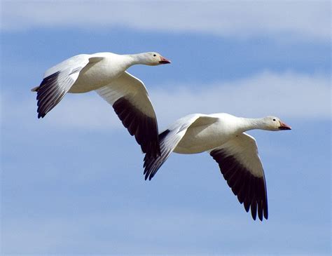 Snow Geese Wallpaper Wallpapersafari