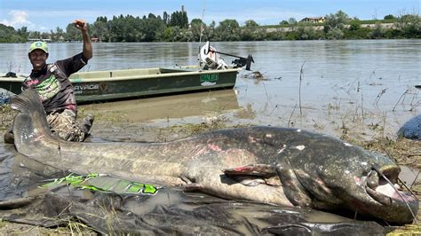 Gigantic 94 Foot Long Catfish Is The Largest Ever Caught Flipboard