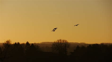 Free Images Silhouette Wing Sunrise Sunset Morning Dawn Flock