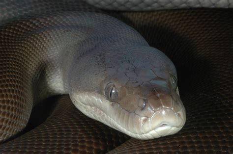 Olive Python 蛇
