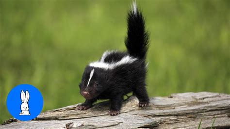 Baby Skunks Trying To Spray Funniest Compilation Youtube