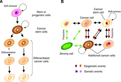 Integrins In Mammary Stem Cell Biology And Breast Cancer Progression