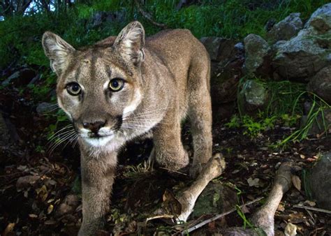 Californias Mighty Predator — The Mountain Lion — Faces ‘extinction