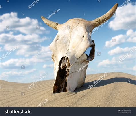 Desert Skull Africa Stock Photo 499851649 Shutterstock