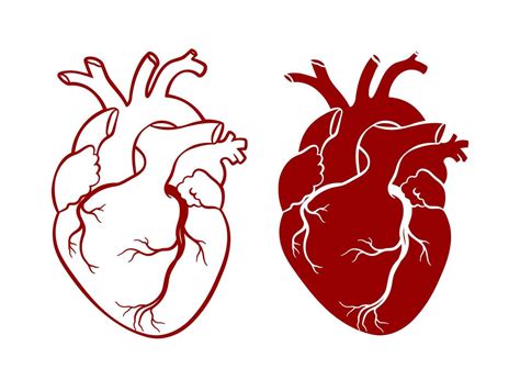Corazon Real Dibujo Heart Anatomy Corazones Disenos D