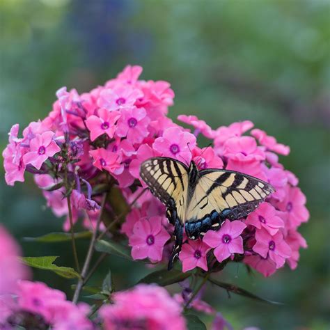 Maybe you would like to learn more about one of these? Phlox Candy Store® Coral Creme Drop | White Flower Farm