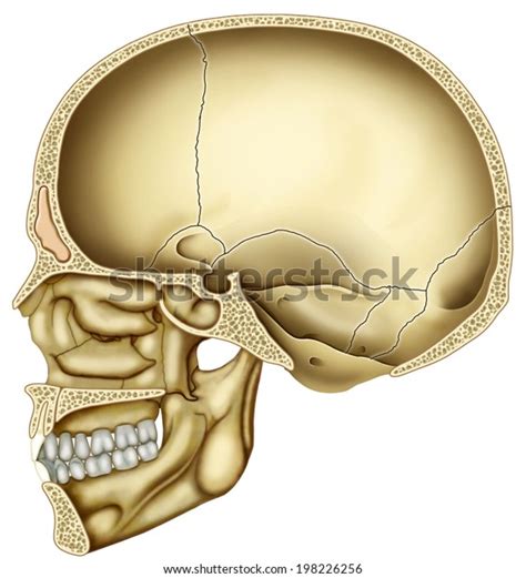 2 Cranial Vault Base Images Stock Photos And Vectors Shutterstock