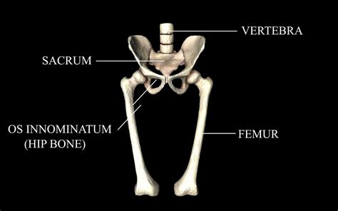 Hip Joint Hip Bone Sacrum Femur Only Bones Medically Accu 3d
