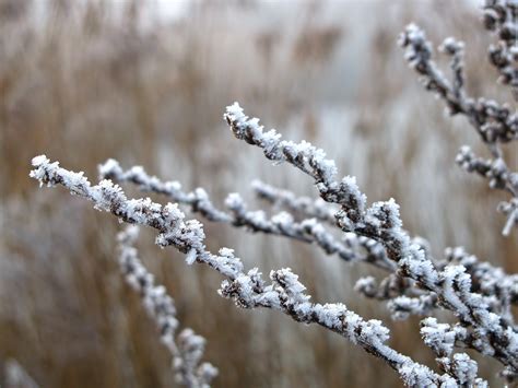 Free Images Nature Branch Snow Cold Winter Plant Fog Flower