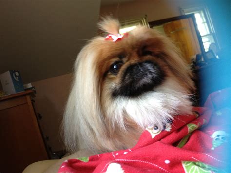 A true Pekingese | Pekingese puppies, Pekingese, Pekingese dogs