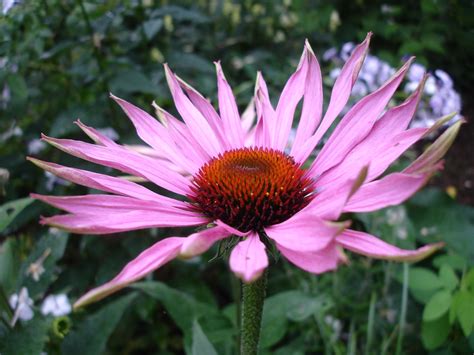 Características E Cultivo Da Equinácea Echinacea Purpurea