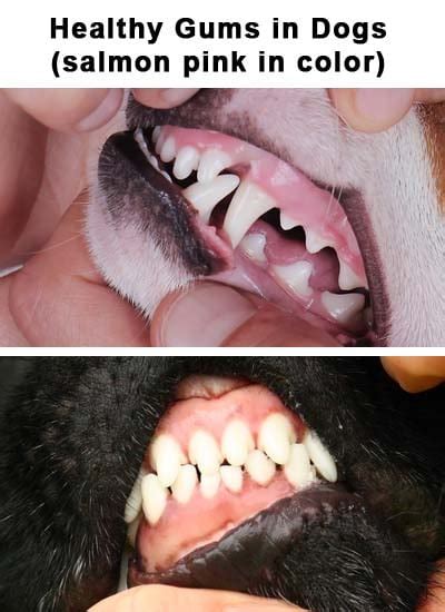 Dog Gum Color Chart
