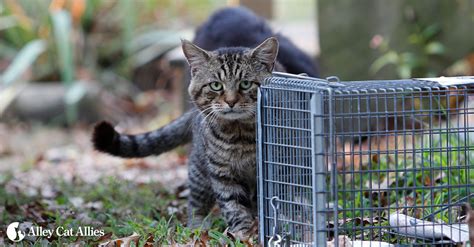 Alley Cat Allies Tips For Hard To Trap Cats