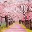 National Cherry Blossom Festival  An Enduring Celebration Of