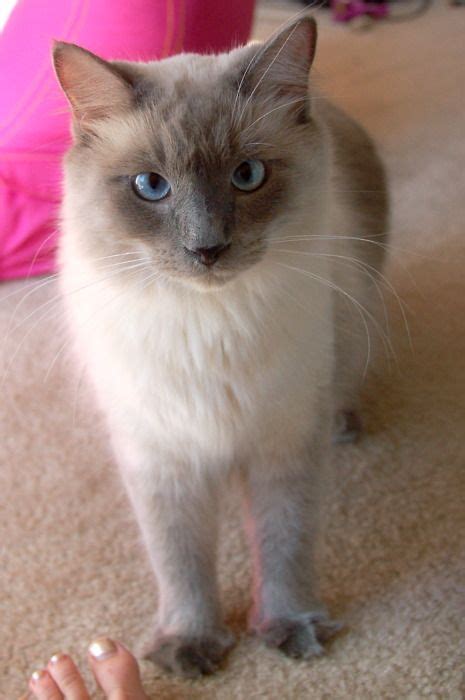 Are All Siamese Cats Hypoallergenic British Shorthair