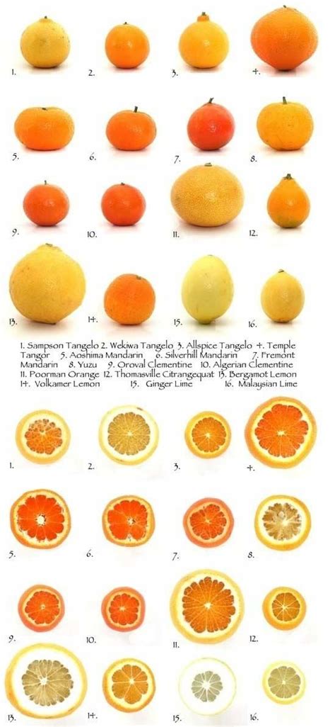 Citrus List