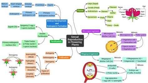 Mind Map Morphology Of Flowering Plants Brain Map Chapter Hot Sex Picture