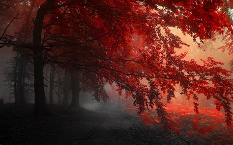 Red Autumn Forest Hd 6915884