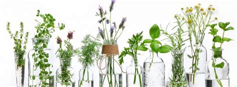 Es una de las plantas aromáticas más preciadas en la cocina por su agradable olor y sabor. Plantas aromáticas para tu casa y tu cocina - canalHOGAR