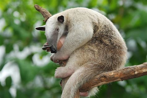 Anteaters Wild Animals News And Facts