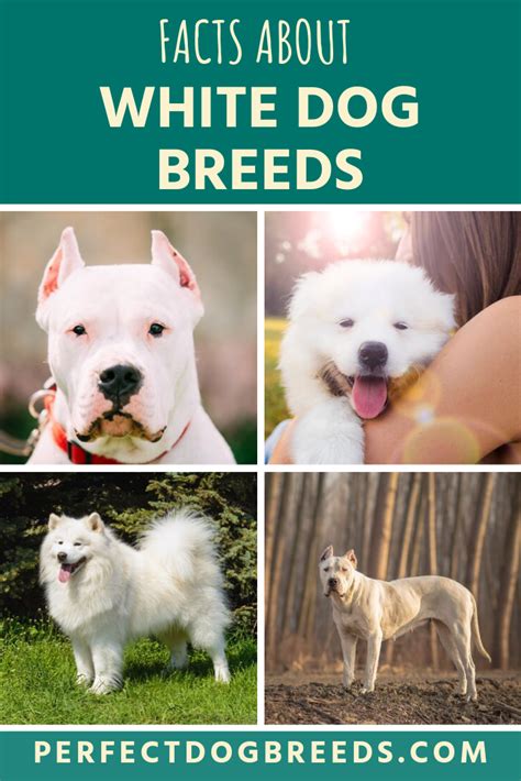 13 Most Popular White Dog Breeds Fluffy Small Large And More Artofit