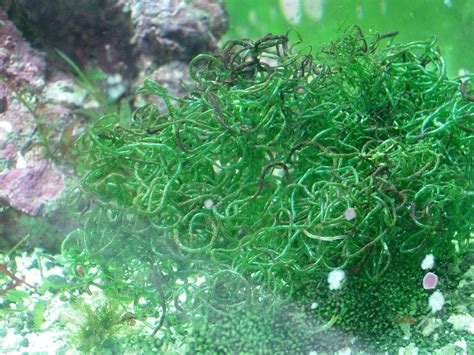 10 Types Of Macroalgae And Saltwater Plants For Reef Tanks