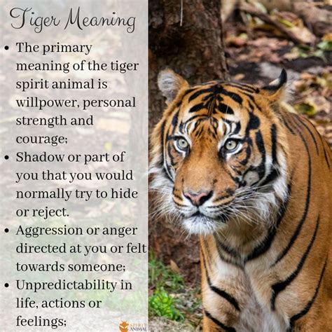 Tiger Spirit Animal Totem Meaning Tiger Spirit Animal Animal